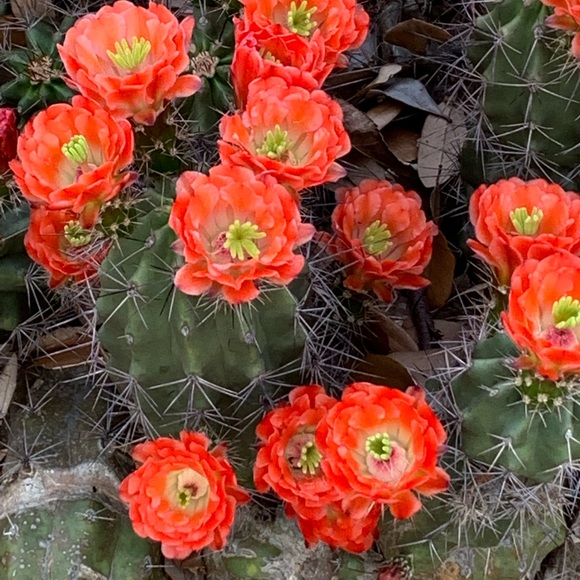 ๐บ๐ธMy Garden๐บ๐ธMy Babies๐บ๐ธ - Picture 16 of 16